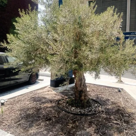 Mature olive tree in a mulched bed with a drip irrigation ring