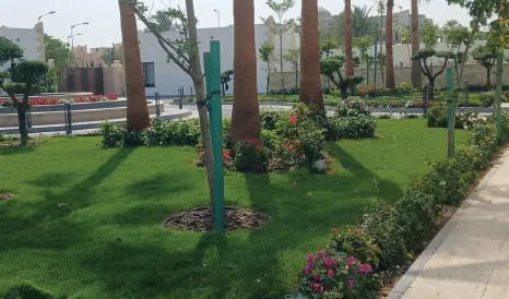 Lawn with palms, young trees and flowering borders along a path
