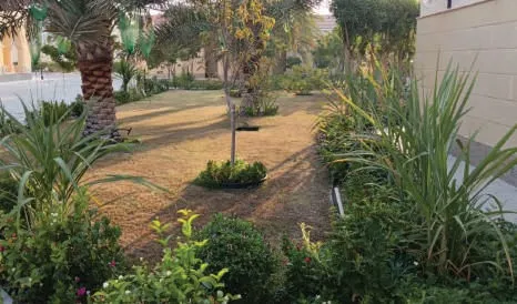 Garden bed with palms, grasses and shrubs beside a building
